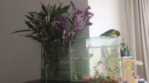 Пение попугая неразлучника ?