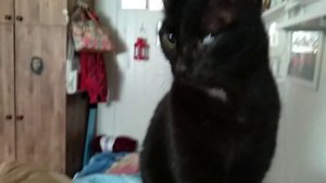 У кошки заплыл глаз после промывания уха.