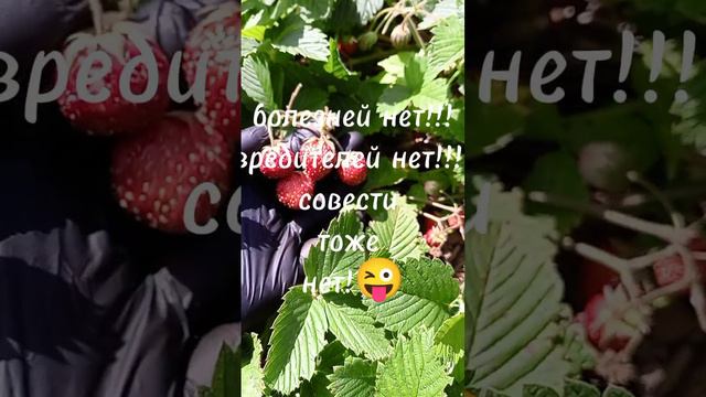 земклуника "Пенелопа".mp4