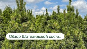 Обзор Шотландской (Канадской) сосны. Характеристики.