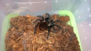 описание Brachypelma vagans