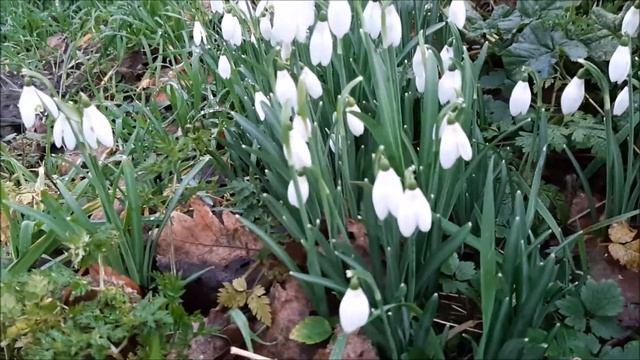 Зацвели подснежники.Весна,цветы,природа,красота смотреть онлайн