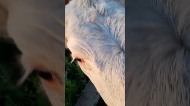 корова растёт смотреть онлайн