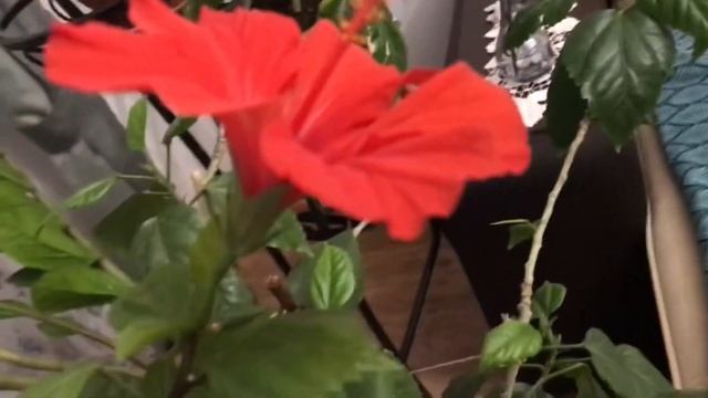 Классическая китайская роза (гибискус китайский) зацвела 10 декабря // Hibiscus rosa-sinensis