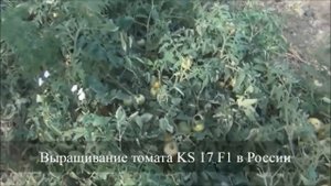 Cемена Китано. Выращивание желтого томата НУКСИ F1 (KS 17 F1).