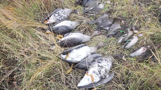 Лучшая охота сезона. Много Гуся и Утки смотреть онлайн