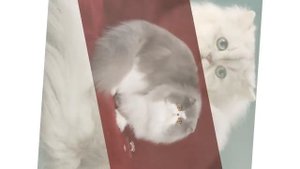 Топ 5 самых красивых пород кошек