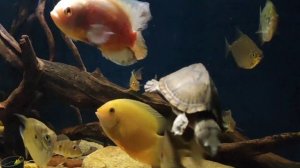 Цихлиды Южная Америка и мускусная черепаха.Подводный мир аквариума