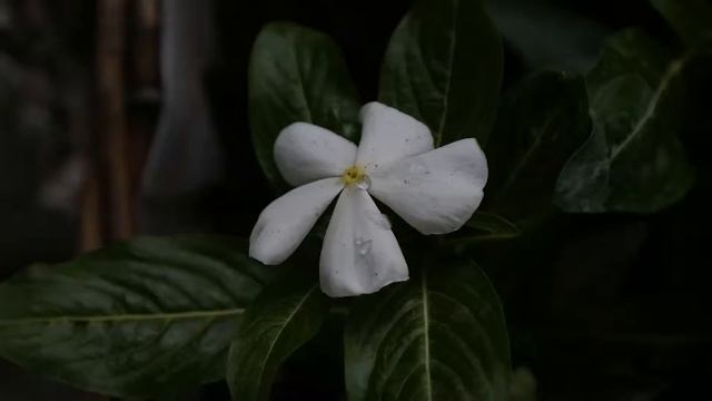 samsung nx300 18-55mm kit lens test video смотреть онлайн