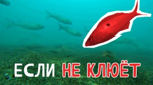 Реакция рыбы на ДЕСЯТЬ насадок. Смотрю в ПОДВОДНУЮ камеру! Рыбалка на Чёрном море