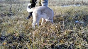 Кровяной след // Натаска по кровяному следу