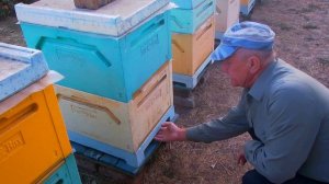 Подкормка, Термическая обработка " ПОЛИСАН" от клеща ..... 2020г.   любительское пчеловодство