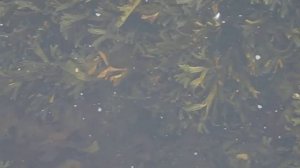 Водоросли колышутся в волнах прилива
