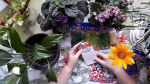 Сколько лет сохраняют всхожесть семена овощных культур