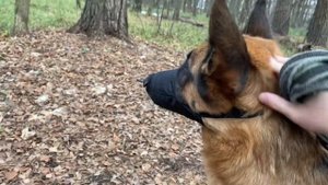 Агрессия у немецкой овчарки Альфы, что делать???