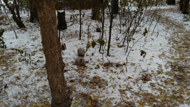 Белочка пришла) смотреть онлайн