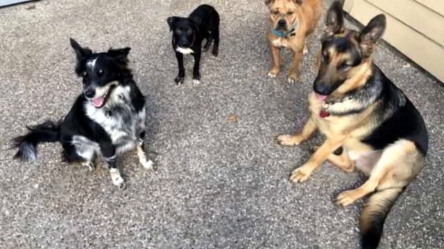 Несчастные питбули испуганно жались друг к другу в приюте, куда их выкинули для ожидания усыпления… смотреть онлайн