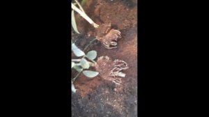 Теплица Московская область. Воздушные отводки, укоренения цитрусовых.