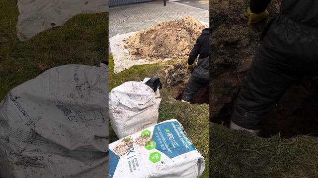 Подготовка Посадочной Ямы для Высадки Голубой Ели Крупномера, заправка Торфосмесью #посадкарастений