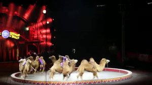 Цирк  Верблюды