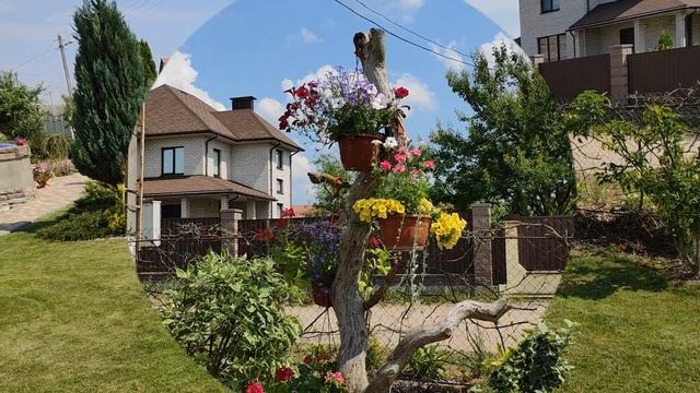 Топиарная стрижка, засохшее дерево и кашпо с цветами в КЛУМБЕ ДЛЯ ВЛЮБЛЕННЫХ.