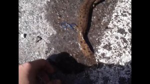 Саламандра (Salamander)