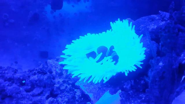 Clown fish playing in his new anemone смотреть онлайн