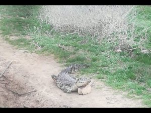 Весна. В Астраханской деревне появились крокодилы...