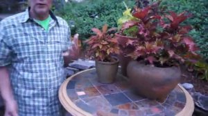 Coleus Plants