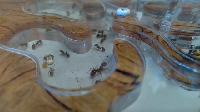 очередное видео про муравьёв,изменения,новый интересный вид! смотреть онлайн