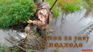 Охота с подхода на утку с товарищем.