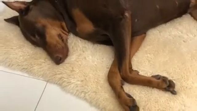 Мой Doberman храпит , как мужик! смотреть онлайн