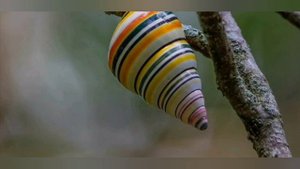 самые красивые улитки в мире