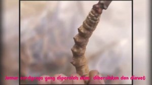 Hukum Penggunaan Cordyceps Sinensis Dalam Pembuatan Ubat Tradisional