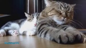 Спящие коты приколы с животными, смешные коты, декабрь 2014 cats nice sleep compilation