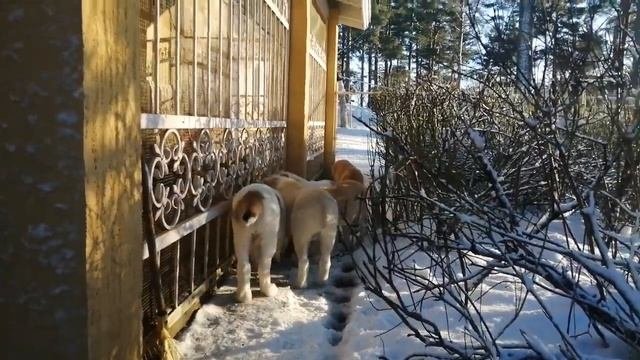 воспитываем  щенка с детства!