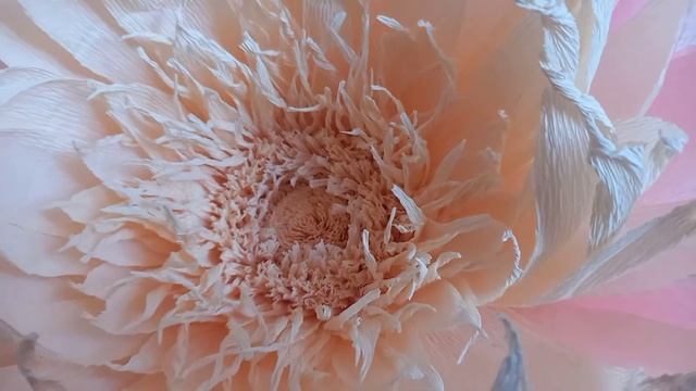 Ростовые цветы. Розовый лотос смотреть онлайн