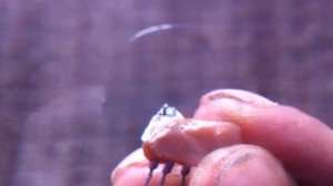 Попытка разбора микросхемы К237ХА5 с растворителем 646 для обзора