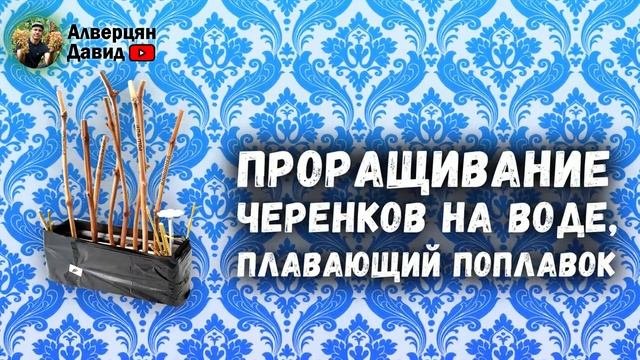 Укоренение черенков винограда. Простые и надёжные способы!