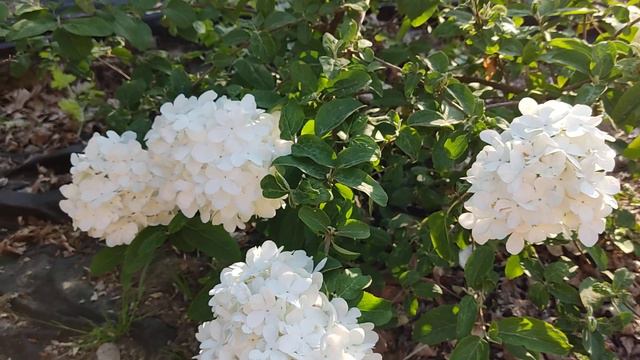Viburnum macrocephalum. Калина крупноголовчата смотреть онлайн