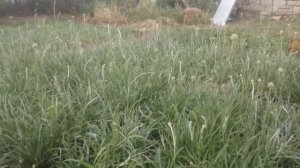 Краспедия: бутоны уже в июле!!!