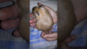 Нужен ли груминг дегу? Ответы в описании!