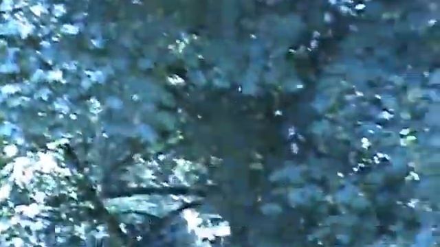 Spreu / Chaff, Tree - Neuss, Sommer 2009. Neuss, Germany, summer 2009. смотреть онлайн