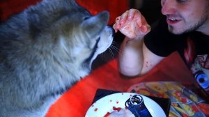 АСМР / ХАСКИ СЪЕЛ КОРОВУ! Собаки едят мясо / ASMR