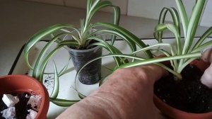 Хлорофитум - пересадка и уход в домашних условиях.//Chlorophytum-transplantation and care at home./