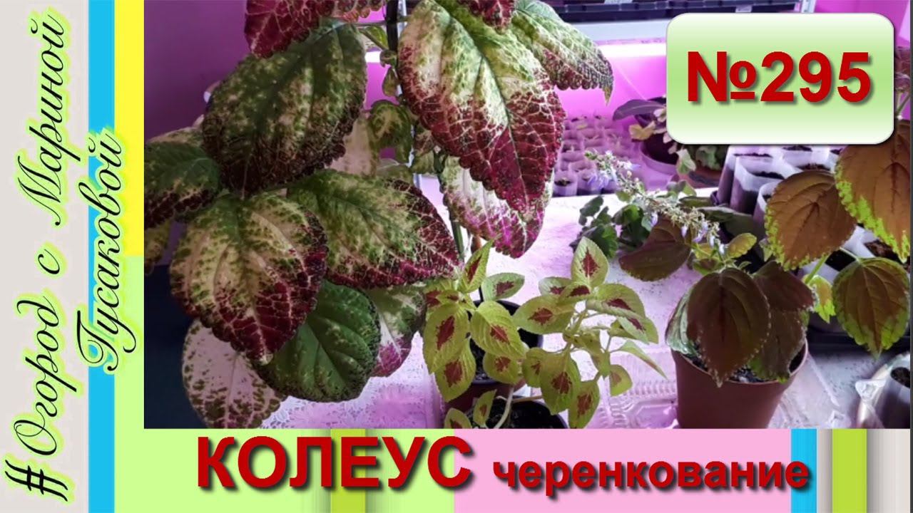 КОЛЕУС размножение черенками. Красавец Колеус АВАТАР