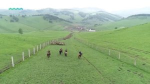 Алтайский край является крупнейшим центром переработки продуктов пантового оленеводства в России