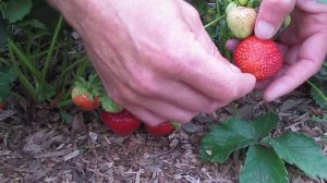 Клубника. Сорт Саната (Sonata). Верхозин Юрий.