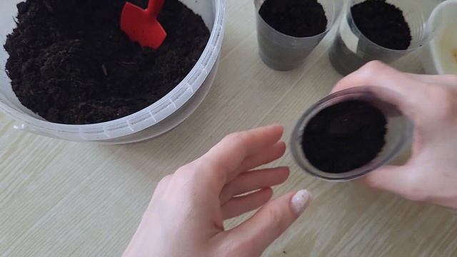 СЕЮ ПЕРЦЫ БЕЗ ПИКИРОВКИ! смотреть онлайн