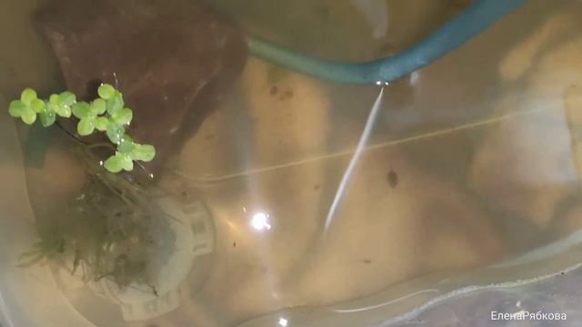 Головастики рогаток.Из личинки в головастика смотреть онлайн